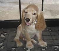 cockerspaniels