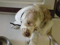 cockerspaniel galvan
