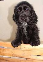 cockerspaniel jerry