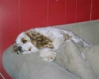 cockerspaniel lesslie