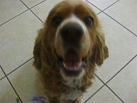 cockerspaniel palomarez