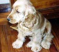 cockerspaniel tonner