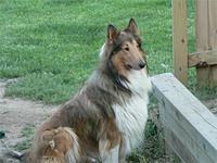 collies