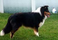 collie casey