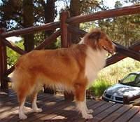 collie golpe