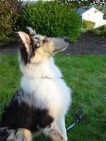 collie johnson2