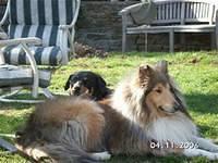 collie whiteside