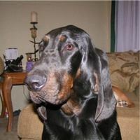 coonhounds