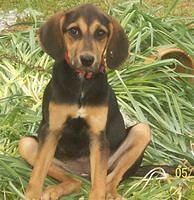 coonhound butcher