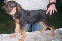 coonhound butcher2