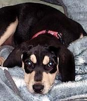 coonhound clarke