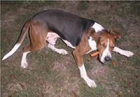 coonhound mcguire