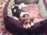 coonhound noon