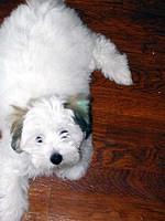 cotondetulear diaz