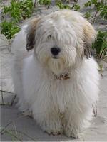 cotondetulear folden