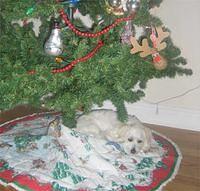 cotondetulear green