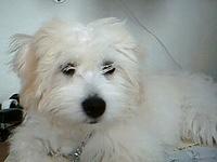 cotondetulear kenning