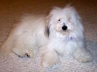 cotondetulear tripp