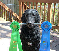 curlycoatedretriever