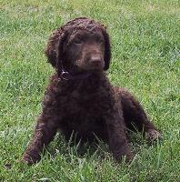 curlycoatedretriever lew