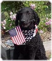 curlycoatedretriever lewandowski2