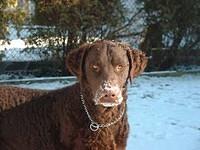 curlycoatedretriever traurig