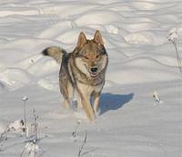 czechoslovakianwolfdogs