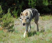 czechoslovakianwolfdog peron