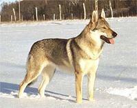 czechoslovakianwolfdog peron4