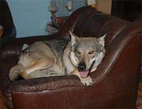 czechoslovakianwolfdog peron5