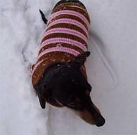 dachshunds