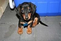 dachshund djojo
