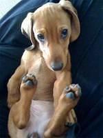 dachshund shah