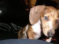 dachshund soto