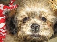 daisydog marishag