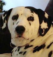 dalmatian clark3