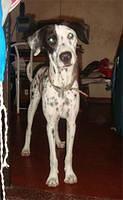 dalmatian gabriel