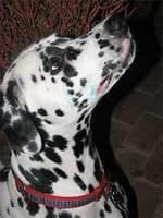 dalmatian jon