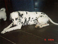 dalmatian liz