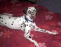 dalmatian pearson