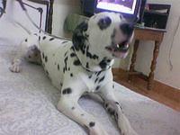 dalmatian sen