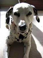 dalmatian teehan
