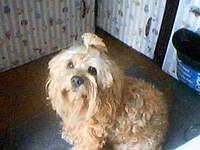 dandiedinmontterriers