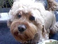 dandiedinmontterrier savedra