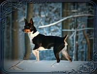 deckerterriers
