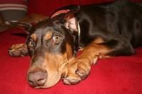 dobermanpinschers