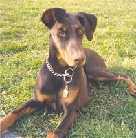 dobermanpinscher glazier