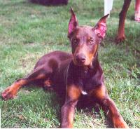 dobermanpinscher grisham2