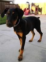 dobermanpinscher hong