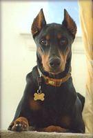 dobermanpinscher trujillo